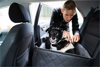 How to Drive Safely with Pets